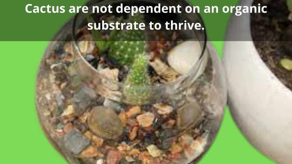 Have You Ever Tried to Grow Cactus without Soil? Best Cactus Guide