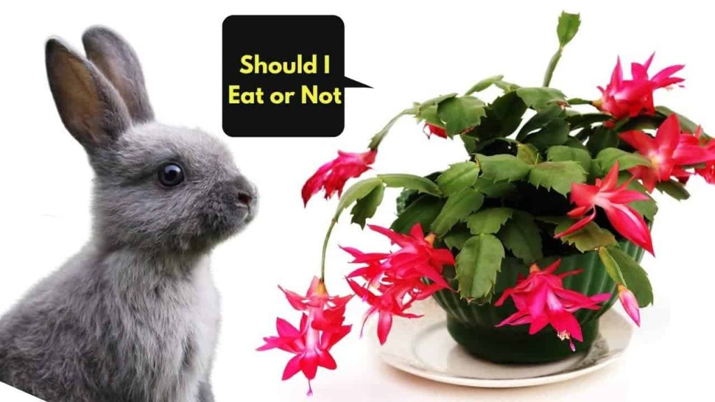 Can Rabbits Eat Christmas Cactus? ( Save Your Bunny) Best Cactus Guide