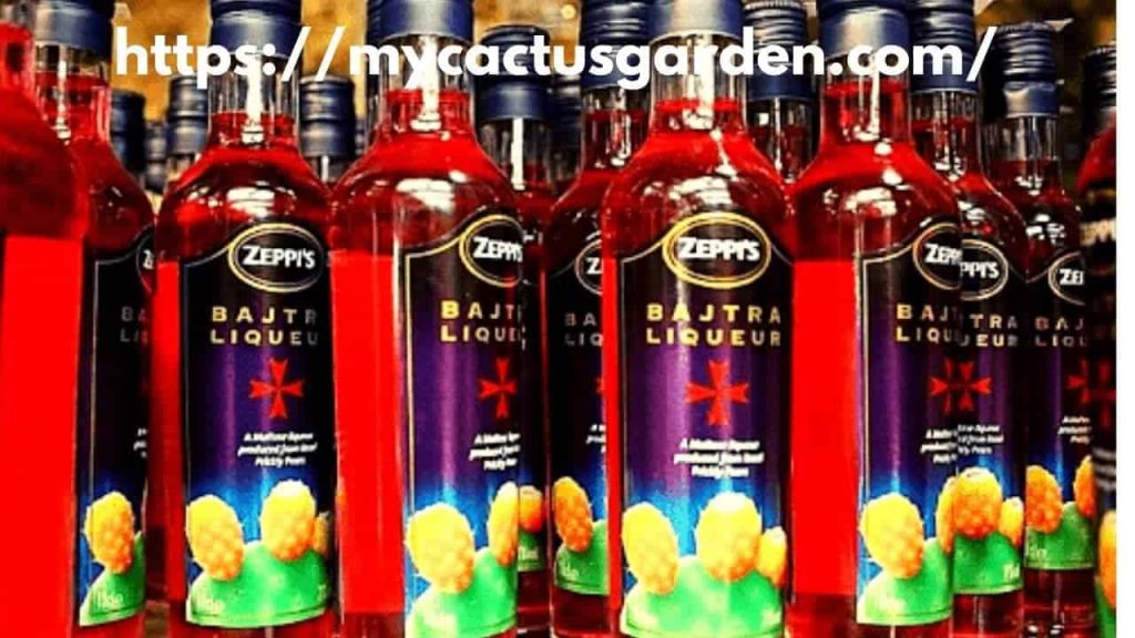 How to Make Alcohol from Cactus? ( Never Miss Such Taste) Best Cactus