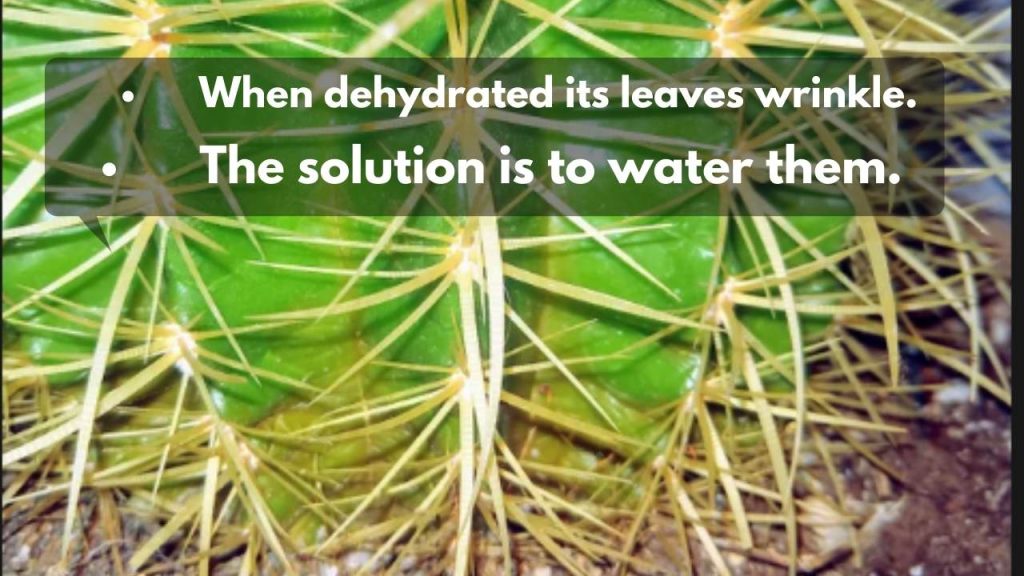 6 Reasons Why Your Blue Barrel Cactus Has Wrinkled Best Cactus Guide