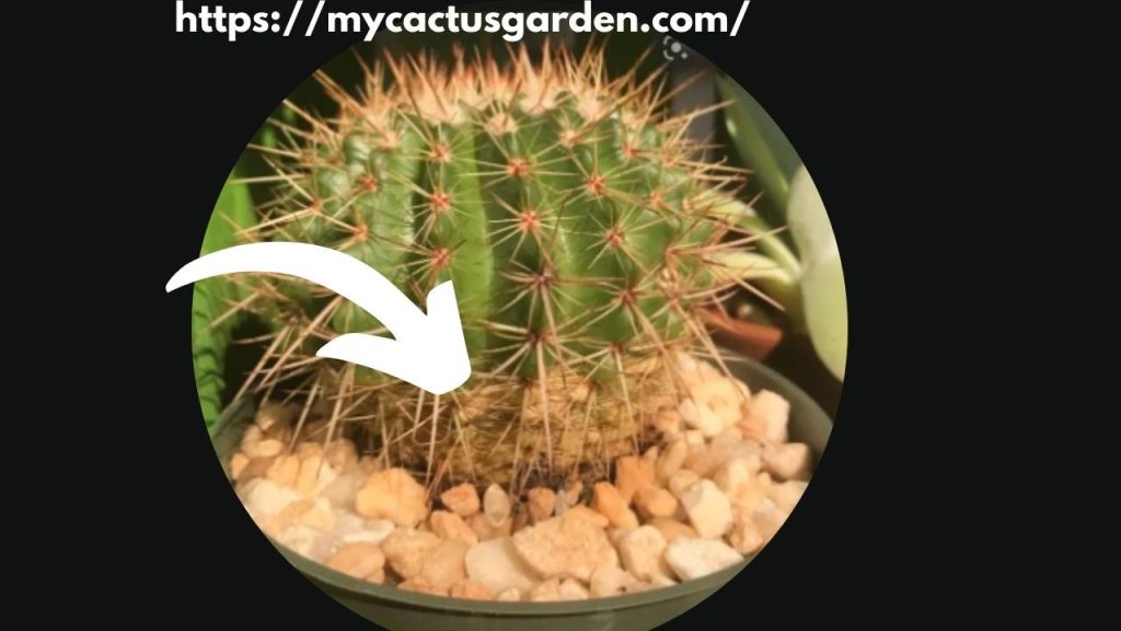 Why Is My Barrel Cactus Turning Brown? ( Know the Best Reason &Tips) Best Cactus Guide