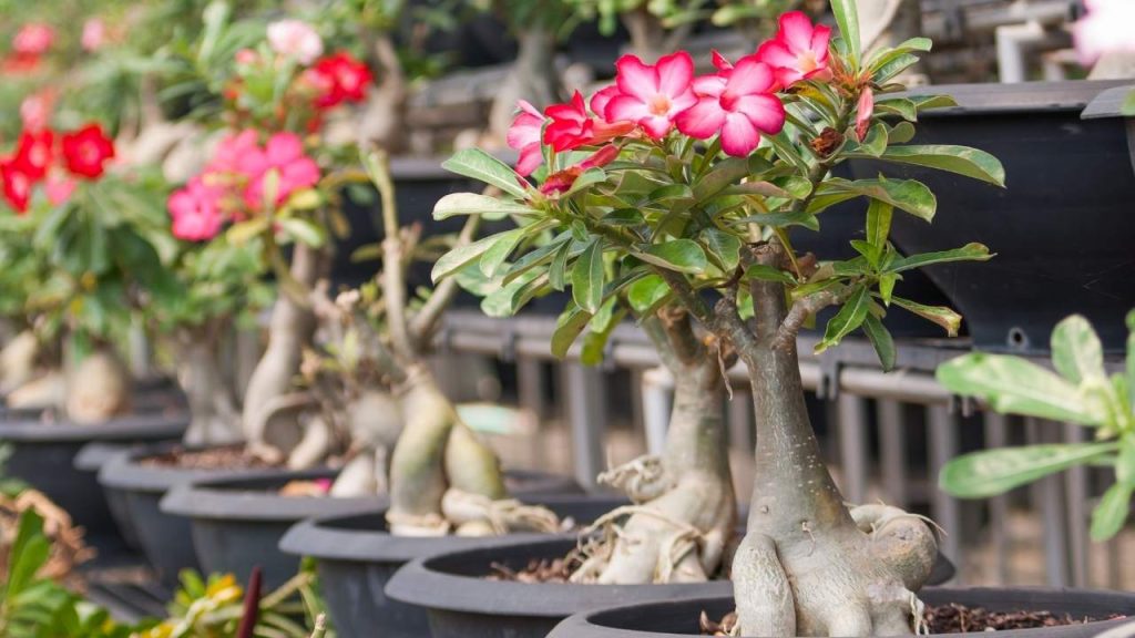 Is Cactus Soil Good for Desert Rose? Best Cactus Guide