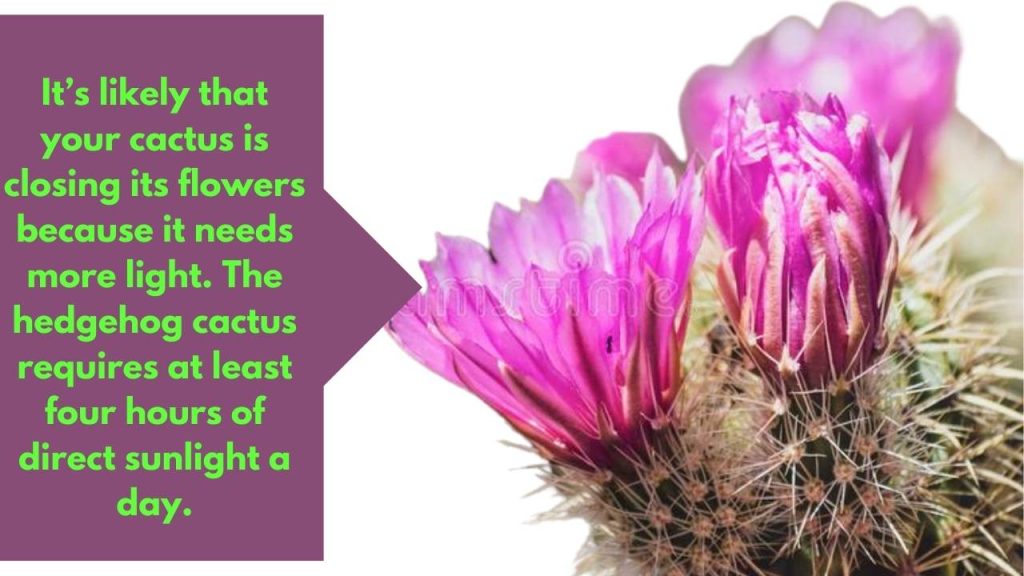 Why is my Hedgehog Cactus Closing its Flowers? Best Cactus Guide
